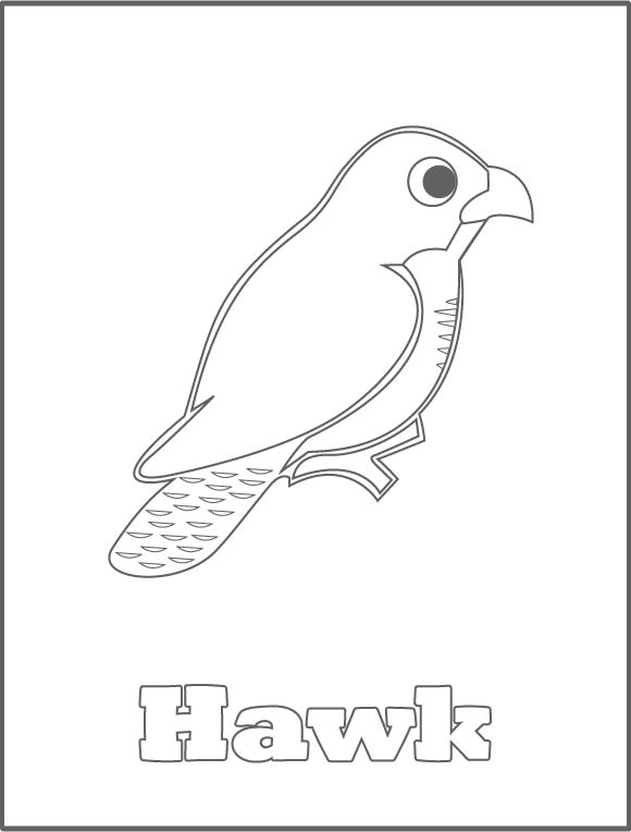 color the hawk